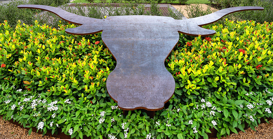 silhouette of longhorn head on university avenue